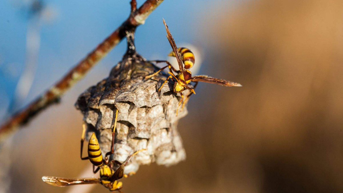 atlcpestcontrol's tweet image. Wasp problem? Don’t DIY—call the experts and reclaim your space! 🛠️🐝

Reclaim your space safely—call Atlantic Exterminating: (413) 747-7828
atlanticexterminating.org/wasps-control-…
#WaspControl #AtlanticExterminating #WesternMassPestRemoval #SafeWaspRemoval #ProtectYourFamily