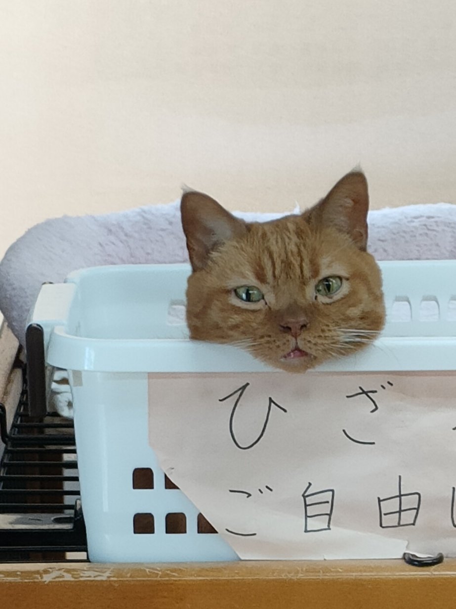 ねこハチ♡ こはぜ (@kohaze102) • Instagram photos and videos