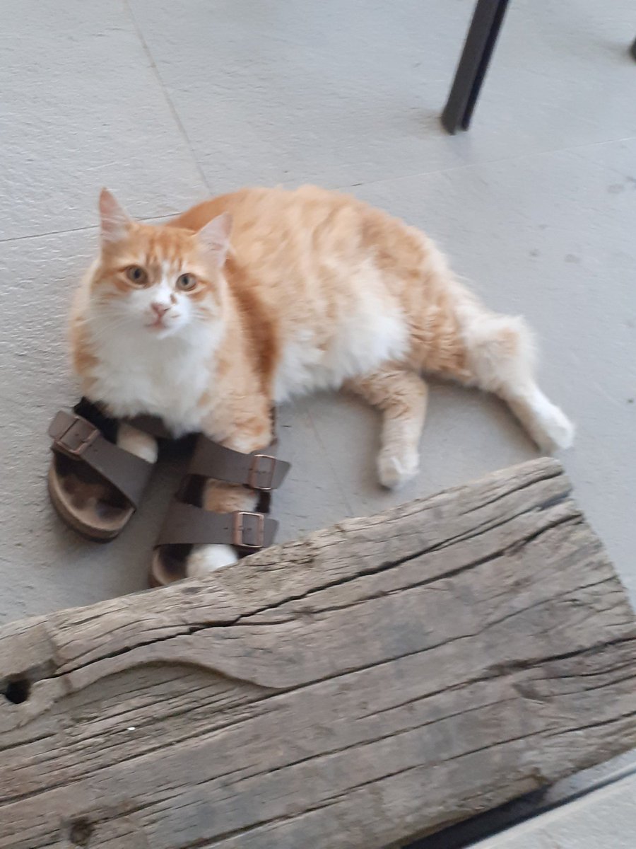 Günaydın,
İki ayağını tek pabuça sokmayanlardan :) 🐈🍀☕