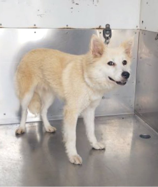 🆘緊急🆘#収容犬
🆘掲載期限9/1(月)
8/18(月)#千葉県 #香取郡 #東庄町 #笹川い
#赤い首輪(◆✖️柄)
#薄茶♀#雑種犬
📲千葉県動物愛護センター🙇🏻‍♂️#迷い犬 #迷子犬 #保護犬 #ミックス犬 #犬 #イヌ #いぬ #薄茶 #クリーム色 #茶 #白 #神栖市 #鹿嶋市 #潮来市 #茨城県 #香取市 #多古町 #匝瑳市 #旭市 #銚子市