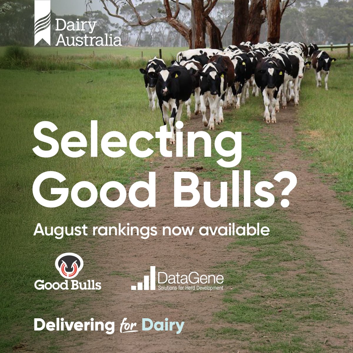 Make confident sire selections with the August Good Bulls Guide.
 
Built on genetics insights from the DairyBio program, a long-term joint venture between Dairy Australia, Gardiner Foundation and Agriculture Victoria, the guide highlights sires to support long-term herd