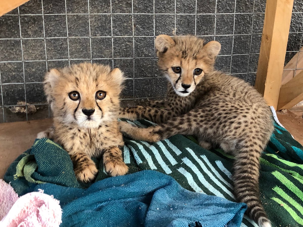 DavidGreenhh's tweet photo. Somaliland is setting an example in wildlife protection taking a firm stance against traffickers exploiting the Horn of Africa as a route. With Laurie Marker &amp; @ccfcheetah, cheetahs are being safeguarded, showing Somaliland’s commitment to global conservation and rule of law. https://t.co/ycm004pChK