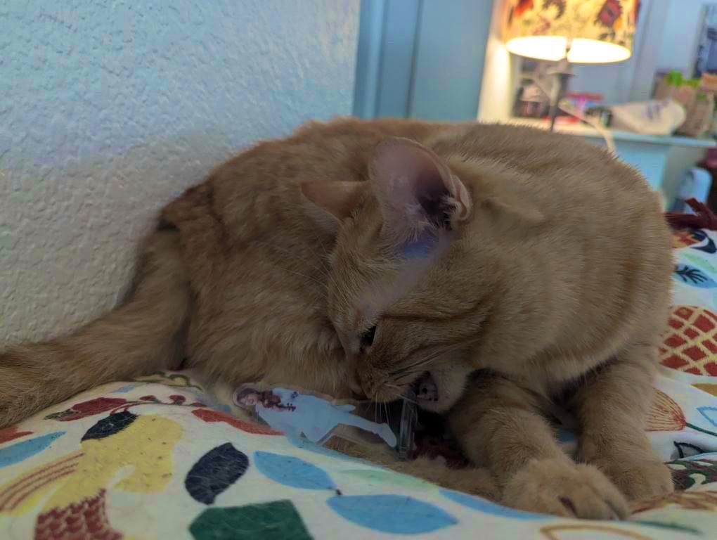 🎻後藤泰観🐱Hiromi Gotoh🎻 (@hiromi_gotoh_v) on Twitter photo 渡米したら喰われたようです🇺🇸🎻
violincat.base.shop 渡米したら喰われたようです🇺🇸🎻
violincat.base.shop