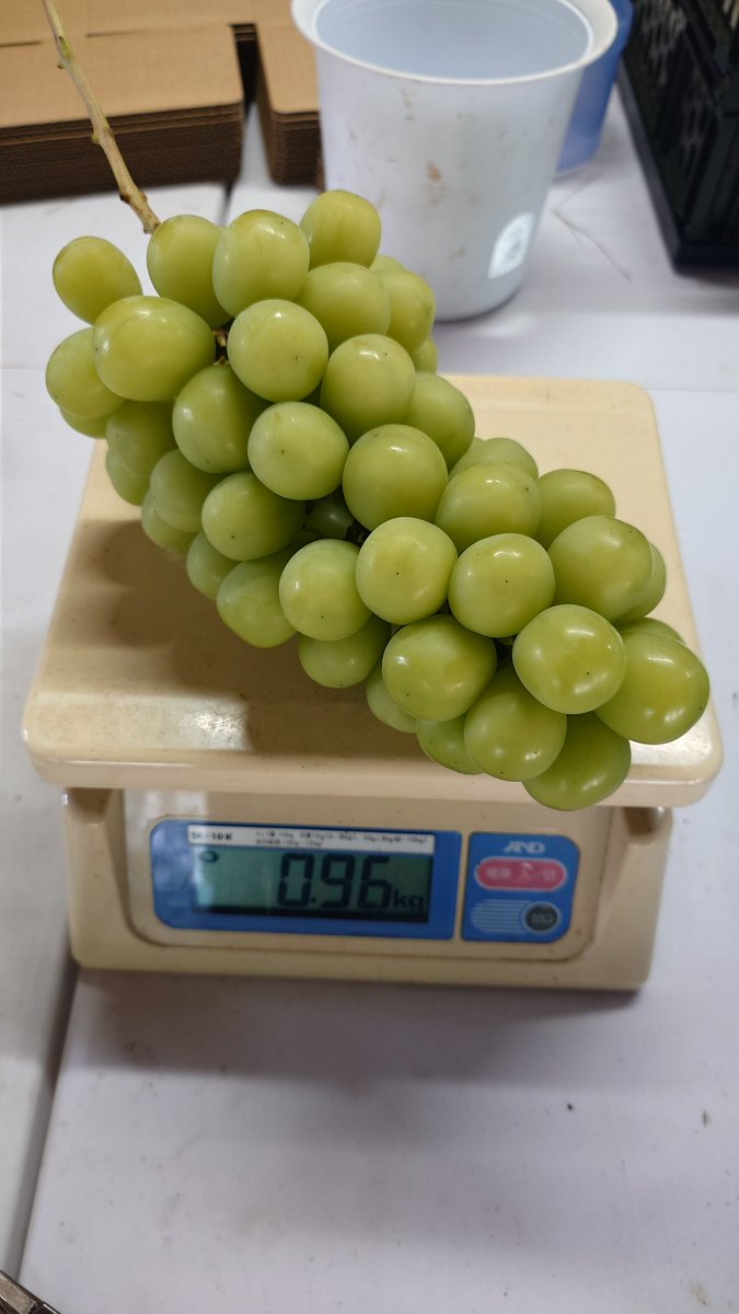 960g　#シャインマスカット