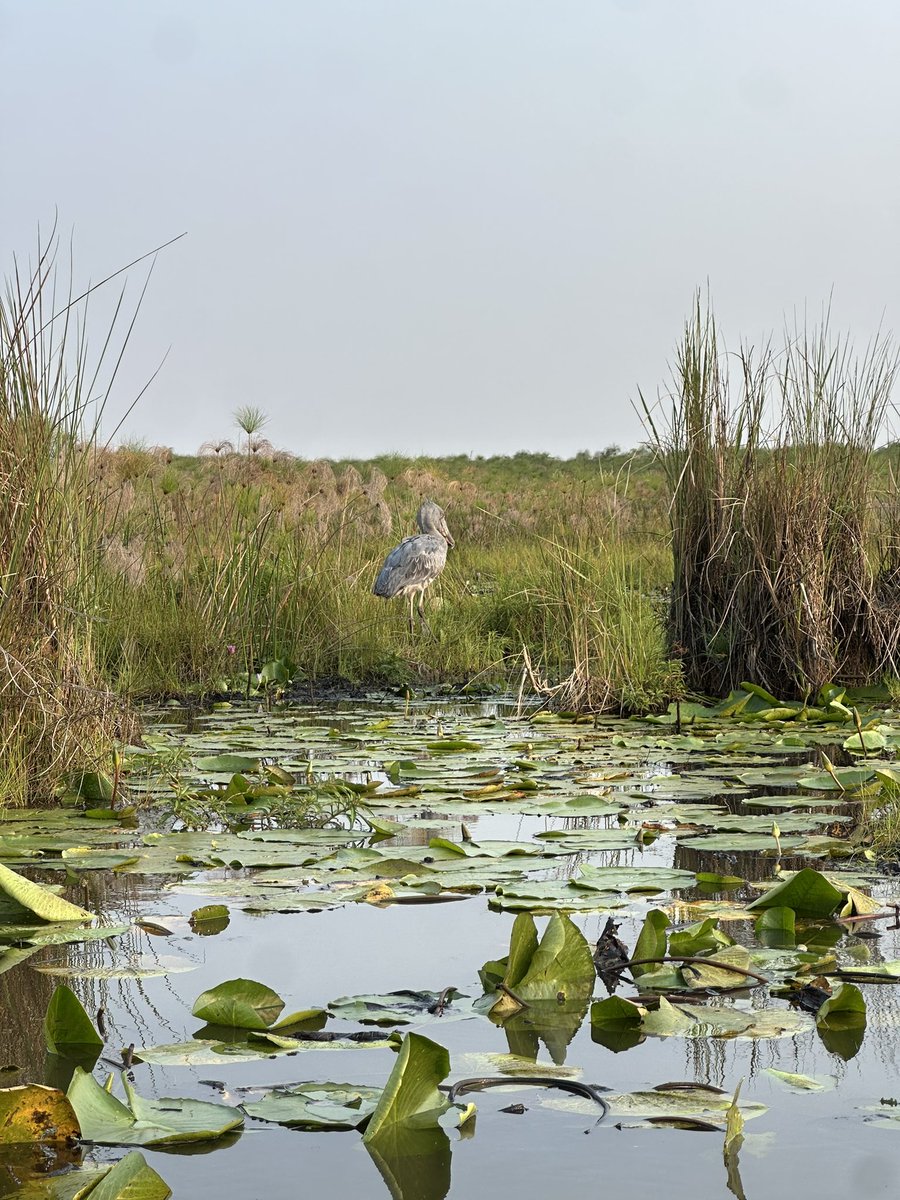 HubJaree's tweet image. How Many Shoebills Are in the Mabamba Swamp?
I remember my first shoebill search—I thought spotting one would be impossible. Then, with a fisherman’s tip, there it was—majestic and still. Around 12 shoebills live in Mabamba, and the locals now protect them, making each sighting