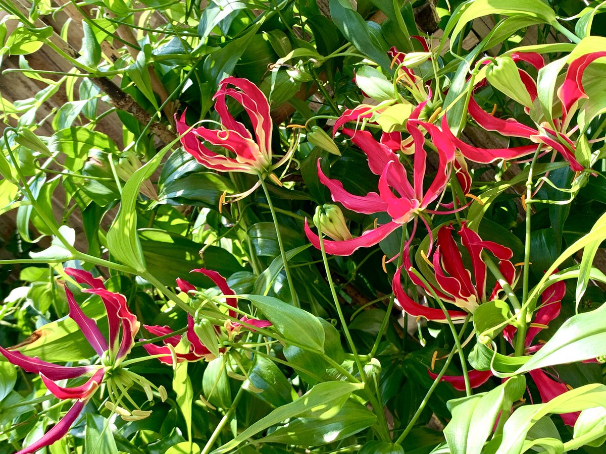 MamaFlowra's tweet photo. #flowers
#gloriosa 
#グロリオーサ https://t.co/wUyCzodPKp