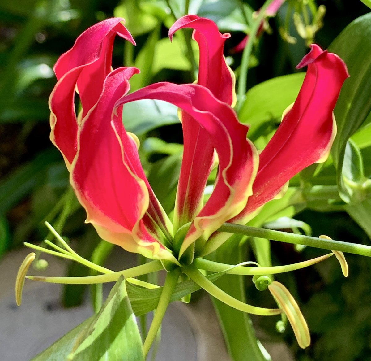 MamaFlowra's tweet photo. #flowers
#gloriosa 
#グロリオーサ https://t.co/wUyCzodPKp