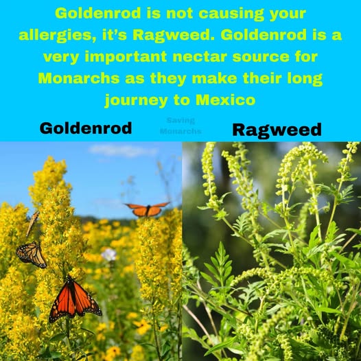 HowardGarrett's tweet photo. Goldenrod versus Ragweed. Monarch butterflies vs no Monarch butterflies.
#goldenrod #ragweed #allergies #pollinators #gardening #monarchmigration #monarchbutterflies #insects #nature #wildlife #butterfly #butterflies #nativeplants #naturelovers
https://t.co/PEBhfQVbbm https://t.co/pTUVuF6xPG