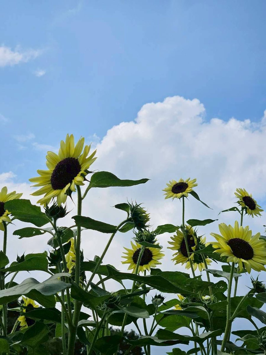 uuharvester's tweet photo. ⭐️活動報告
ハーべスタで夏の合宿に行ってきました！
今回の旅先は那須！南ヶ丘牧場と那須ハイランドパークで楽しみました✨

1年生も沢山参加してくれて嬉しい！
皆でワイワイしながらあっという間の2日間でした！ https://t.co/H6VbLEfbx9