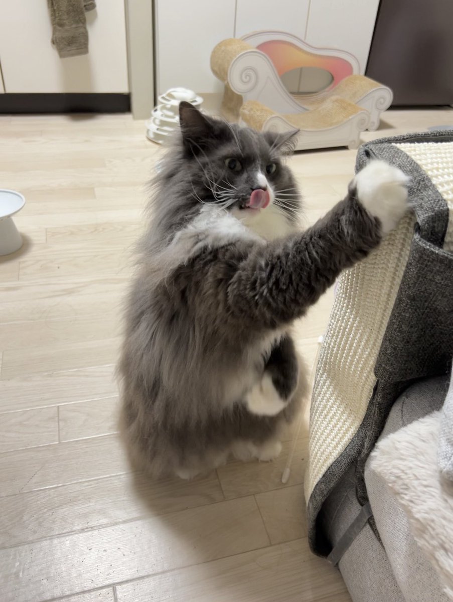 j1llsama's tweet photo. 我が家の猗窩座❄️
#鬼滅の刃 https://t.co/UMERFfWgYH