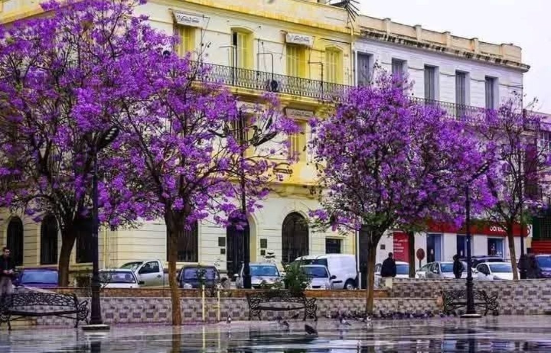 صباح الخير يا وجوه الخير 
#معسكر