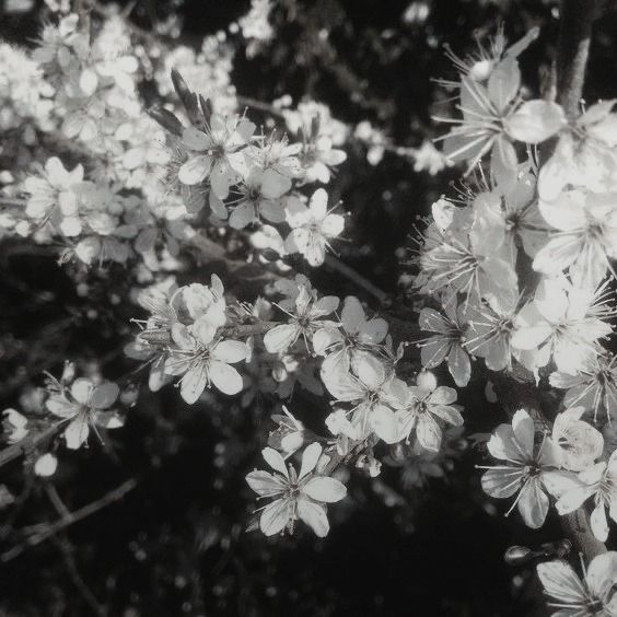 BrightAsNight__'s tweet photo. ✿⁠ Drabbles ✿⁠ https://t.co/2xOYhBnDdj