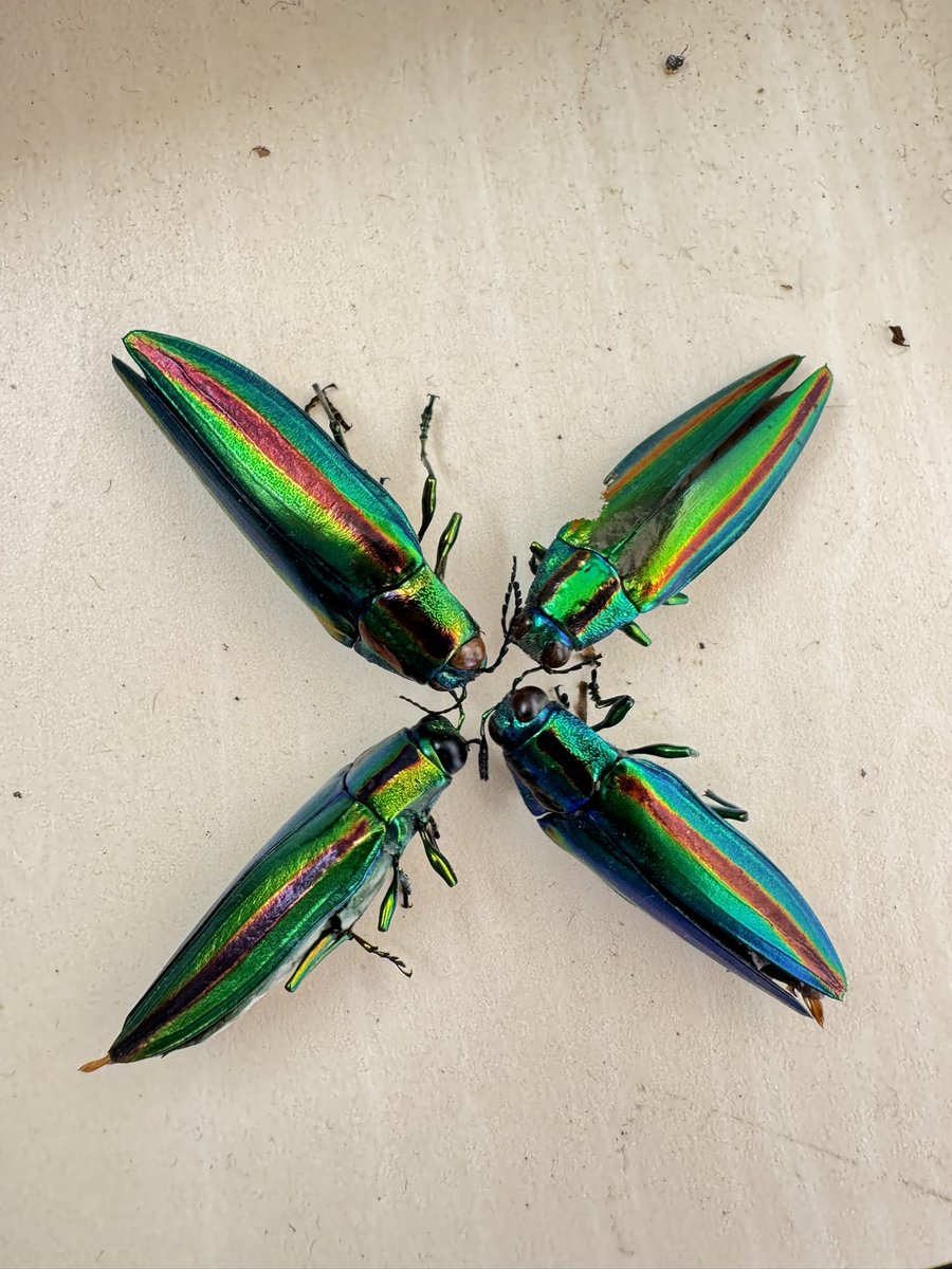 ヤマトタマムシが4匹。 光の当たり具合でちょっとずつ見える色が変わっ