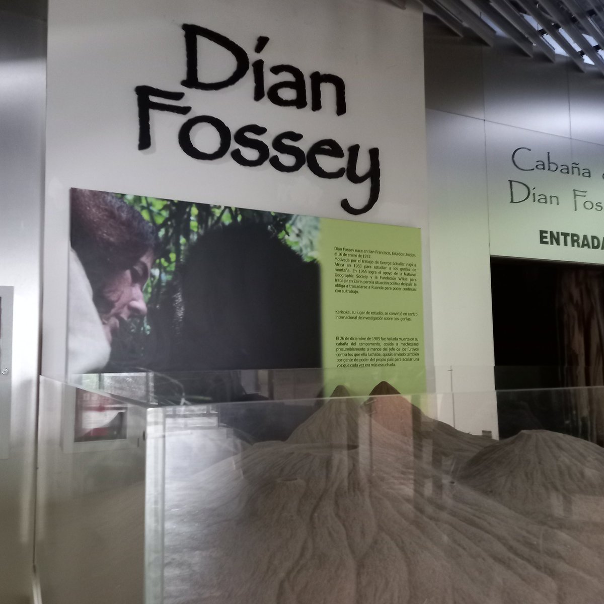 Ammu Neuroscience🧠&Biology👩🔬DivulciCup21🏆 (@ammuneuroscien2) on Twitter photo Buenos días! Hoy recuerdo a #DianFossey una #mujercientifica con un #blog que os recomiendo mucho leer
➡ …muneuroscienceandbiology.blogspot.com/2025/02/dian-f…
#investigación #muerte #divulgación #gorilas #primatologia #cazadores #pionera
Que la #ciencia y la fuerza os acompañe
📸 propia Parque Cabarceno Buenos días! Hoy recuerdo a #DianFossey una #mujercientifica con un #blog que os recomiendo mucho leer
➡ …muneuroscienceandbiology.blogspot.com/2025/02/dian-f…
#investigación #muerte #divulgación #gorilas #primatologia #cazadores #pionera
Que la #ciencia y la fuerza os acompañe
📸 propia Parque Cabarceno