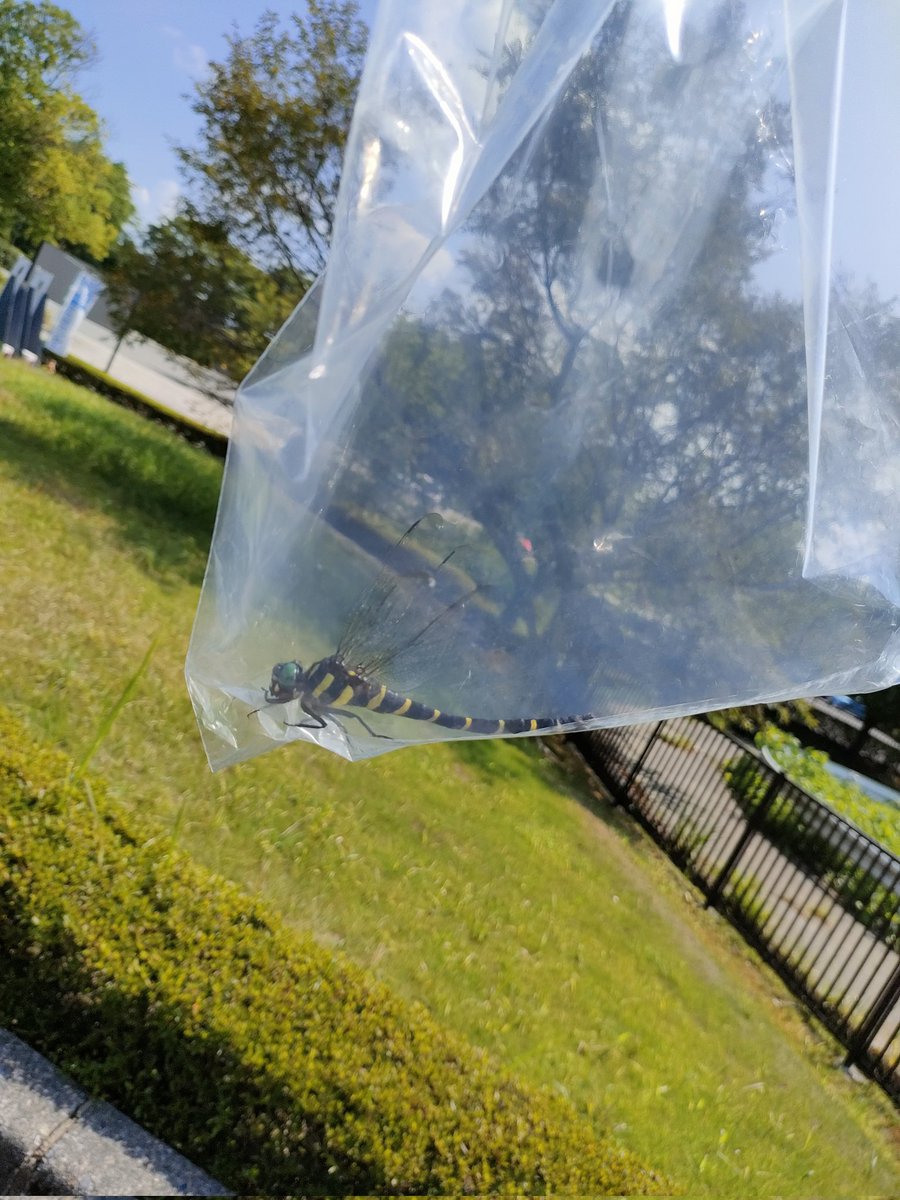 sp_tre_'s tweet photo. 本日の一番の大仕事は職場の建物内に入ってきちゃったオニヤンマを捕獲し無事お外に逃がした事

達者でな〜👋 https://t.co/theJPuqBR2