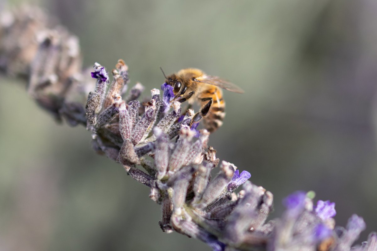 wait stop,
🍯honey time 🐝