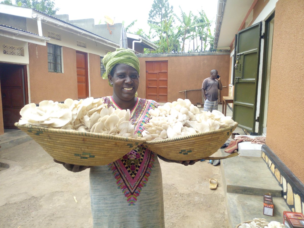 AgromushU's tweet photo. For the love of mushroom farming project, even communities can smile. https://t.co/FXUR46uTCG