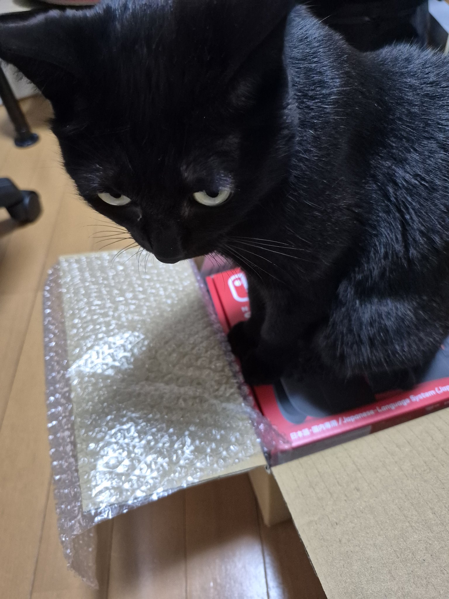 黒猫ちゃん　おめでとう 離桜 on X: 