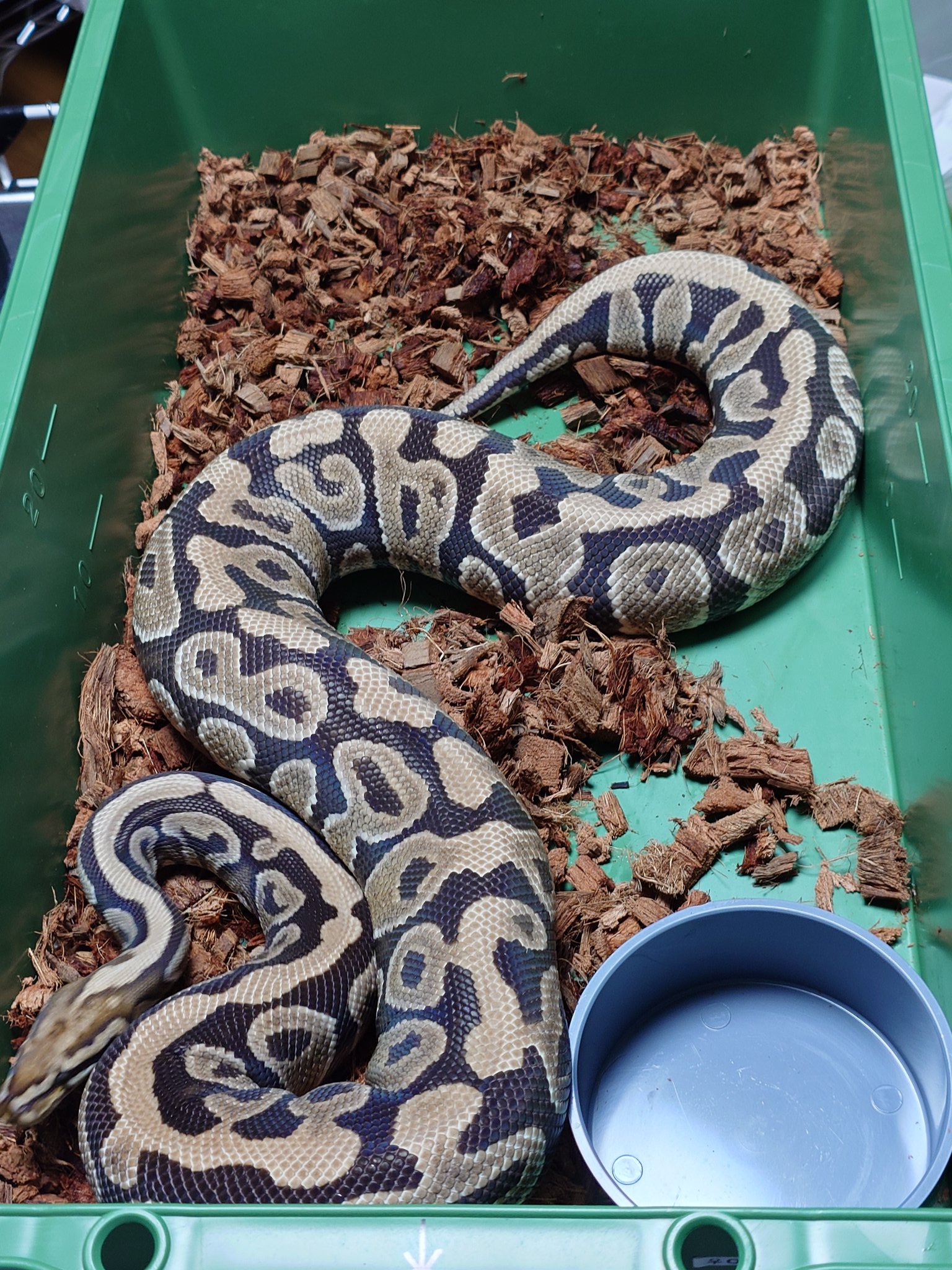 ヘビ関東ページ ヘビ関東ページ ヘビ 販売一覧 | Reptile cafe Vespa | 爬虫類カフェ