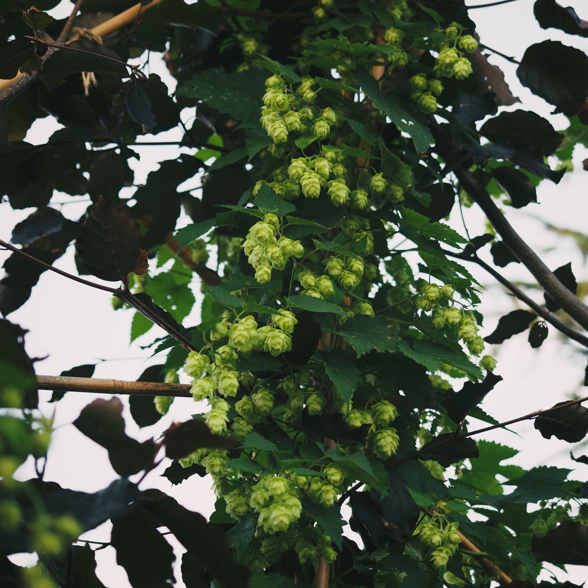 Good morning!

The hops in the Brewery garden are starting the shape up. A little late and less full than last year, but considering how dry it’s been, we’re hopeful about brewing Green Hop again this year!

#chilternbrewery #greenhop #hops #realale #beer #autumnale