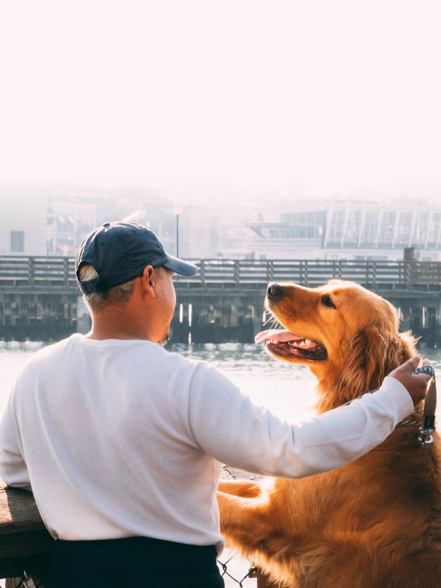 Dbddtracker's tweet photo. Home is wherever we sit together. 🐶❤️ https://t.co/vKPk6AFxNx