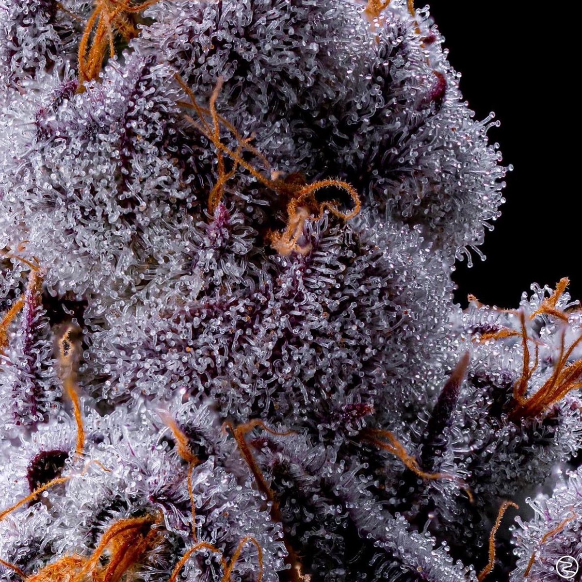 Over Soul grown by the Medicated Oakies and photographed by Resonant Cult made it to the cover of GROW Magazine.