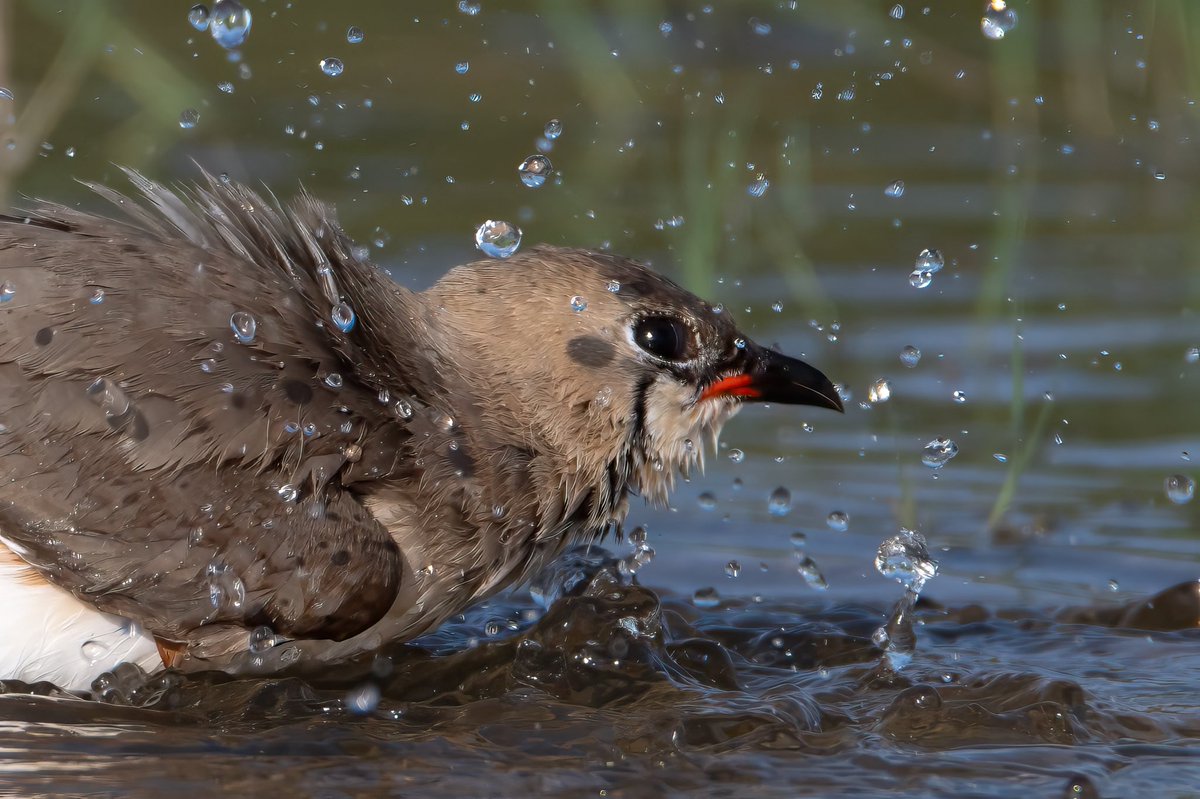 Ruben_de_Torres's tweet photo. Un instante congelado en plena acción: una canastera bañándose entre destellos de agua 💧✨ La belleza de la naturaleza está en los detalles.
#BirdPhotography #NatureLovers #Wildlife #BirdsOfSpain https://t.co/YvUgS3LYI4