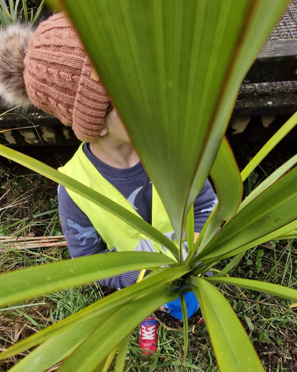 LearningLinks's tweet photo. Our #ForestProgramme is more than just exploring nature, it’s about learning to care for it too. In this area, our #tamariki have planted 150 trees together, adding a touch of green to the world, one seedling at a time.

#LearningLinksChildcare #Childcare #Preschool #Kindergarten https://t.co/7M5YuMkAGQ