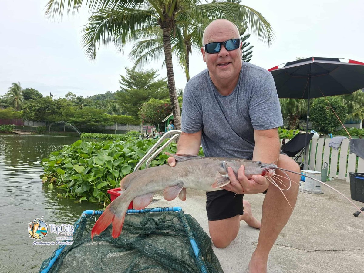 TopCatsThailand's tweet photo. One of the exciting species you’ll often see at #TopCats is the #AsianRedtailCatfish – a true favorite among anglers! Its speed, bursts of energy, and constant action, giving anglers plenty of excitement from start to finish. 🎣 https://t.co/0RjUF1b0Hg