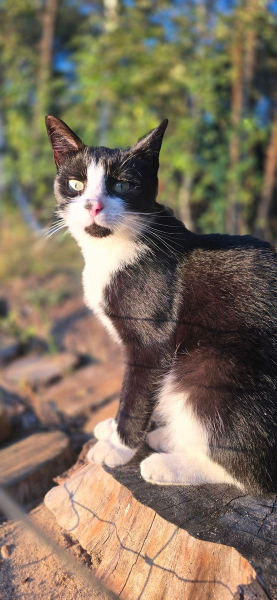 Przyszedł do nas rok temu. Był młody, wystraszony i chory. W zasadzie ledwie żywy. Dziś to dostojny i wdzięczny pan kot Bonifacy 🐈‍⬛...
Tylko myszy i nornice mają go dość 😅