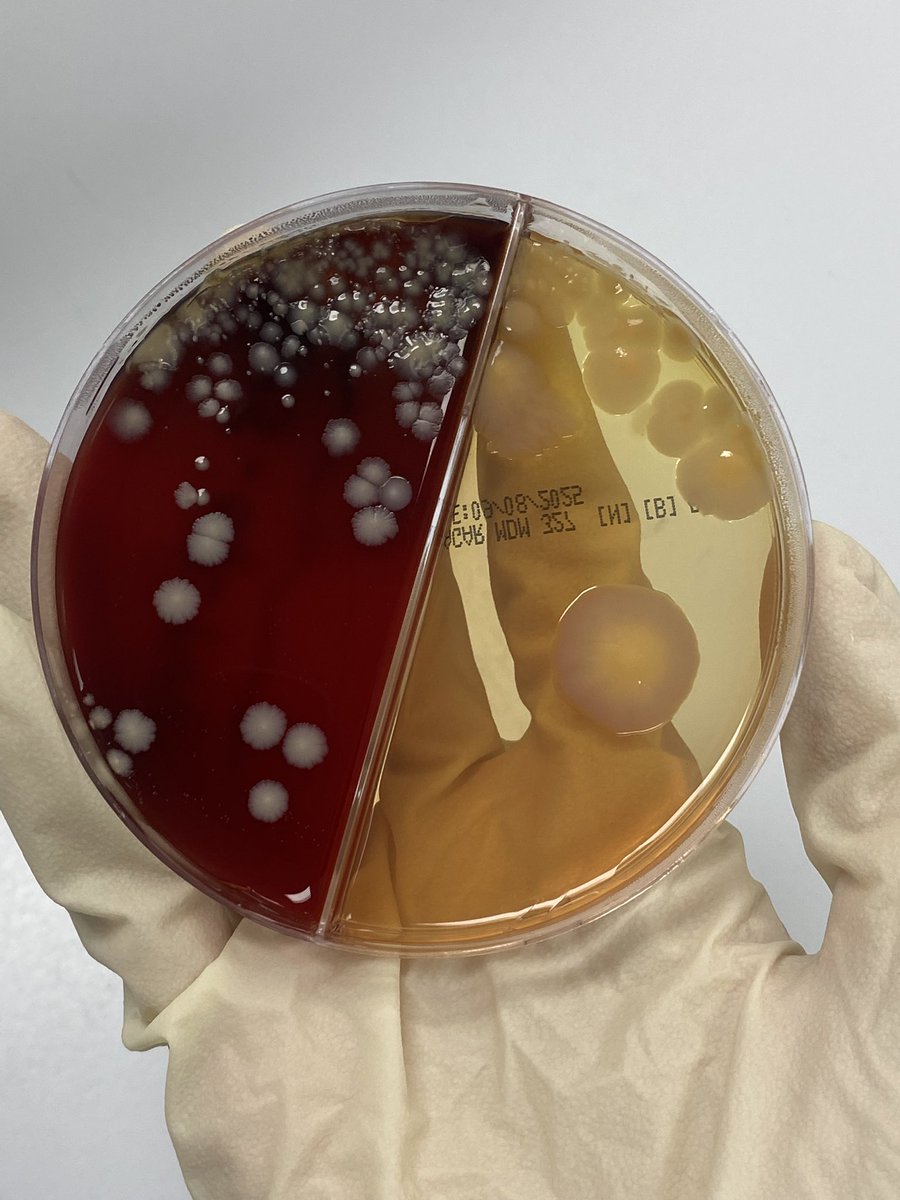 MLS. Tayf tweet media