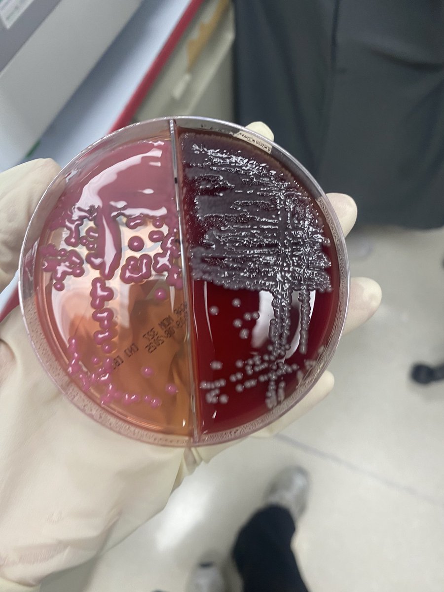 MLS. Tayf tweet media