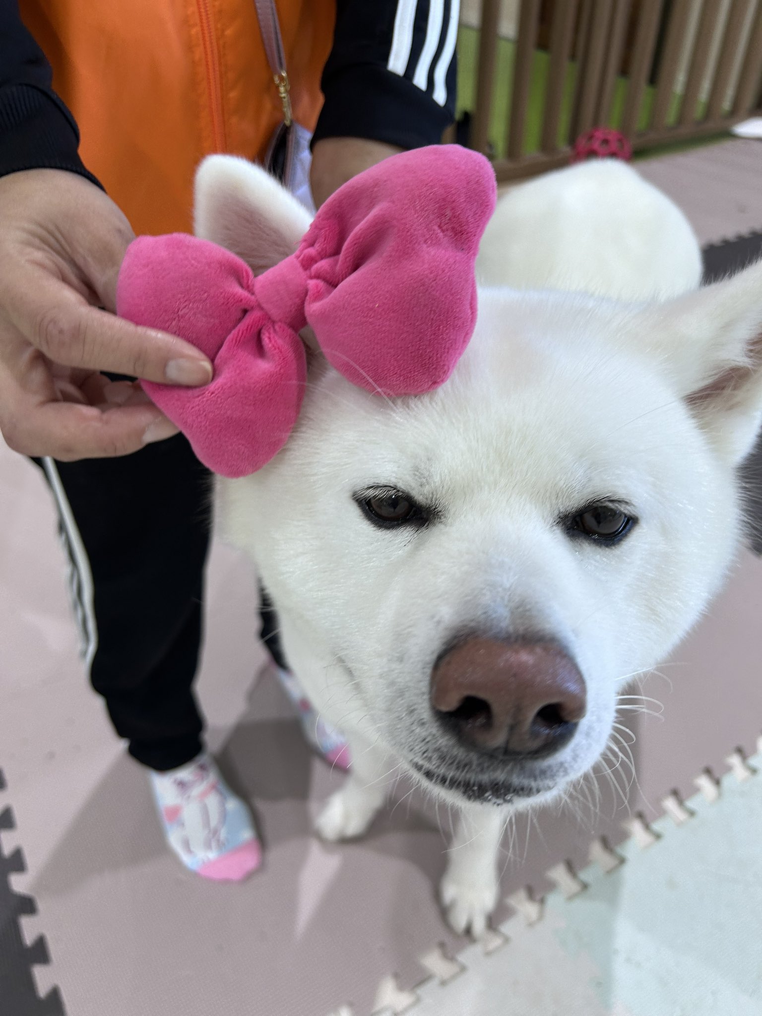 りんごいぬ The girl gave a present to the Shiba Inu  - YouTube