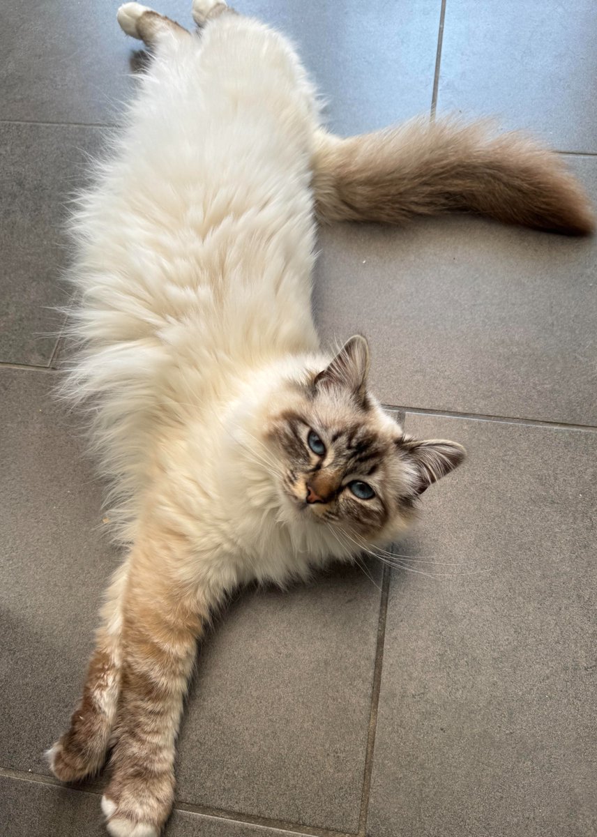 TheCatHotel's tweet image. Cutie Birman Friedi  - a gorgeous ball of fluff and purrs! 🥰