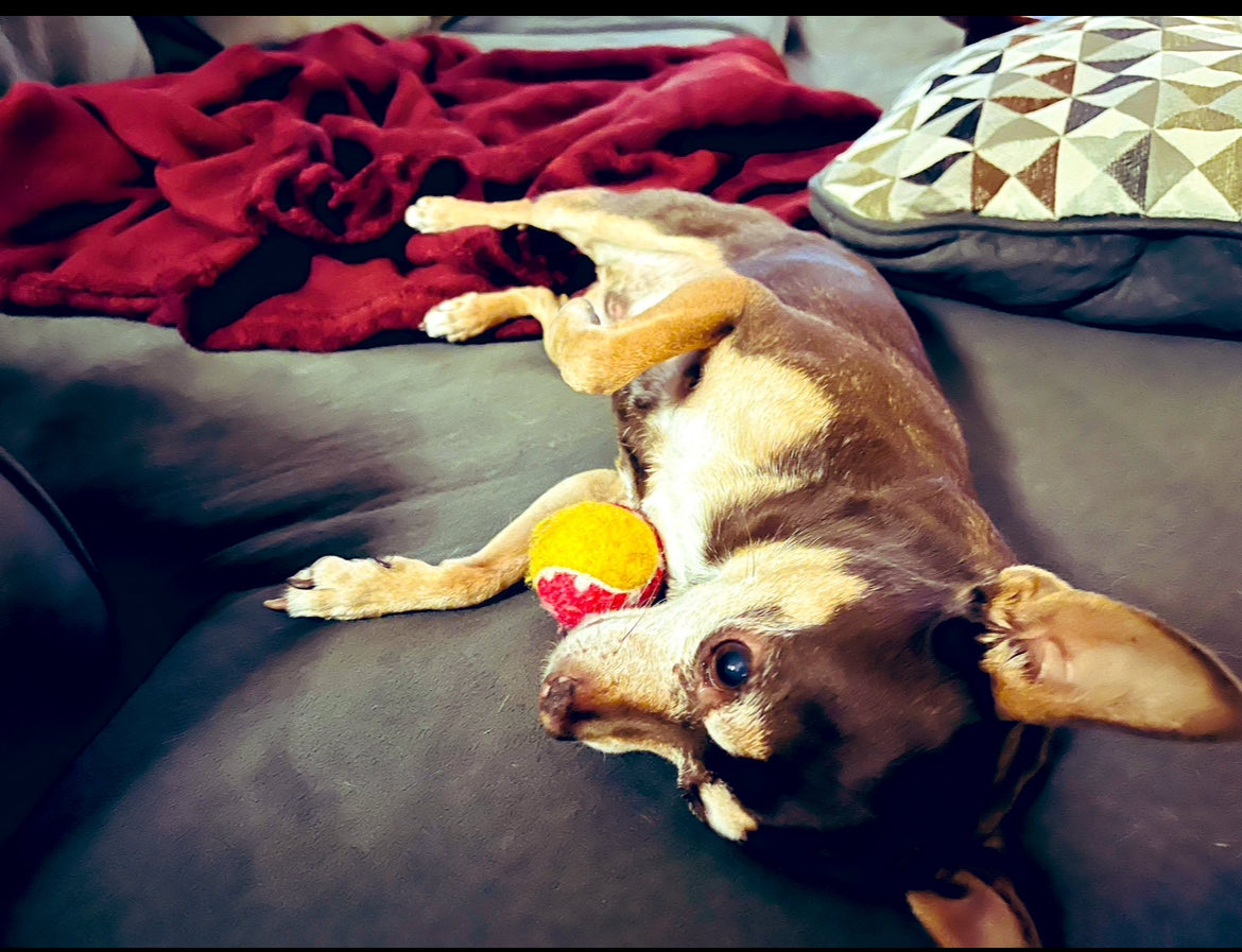 I love belly rubs and playing fetch with my ball