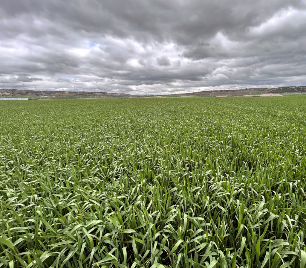 Convocadas ayudas para la incorporación de nuevos socios a cooperativas
asajacyl.com/palencia/asaja…