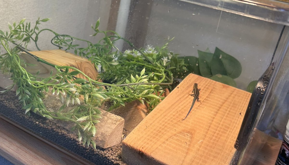 yugdryi's tweet photo. 子供と散歩中に捕まえたニホントカゲ🦎
飼育始めてもうすぐ1ヶ月！

ライトの下で日向ぼっこ☀️ https://t.co/TtigIO0weZ