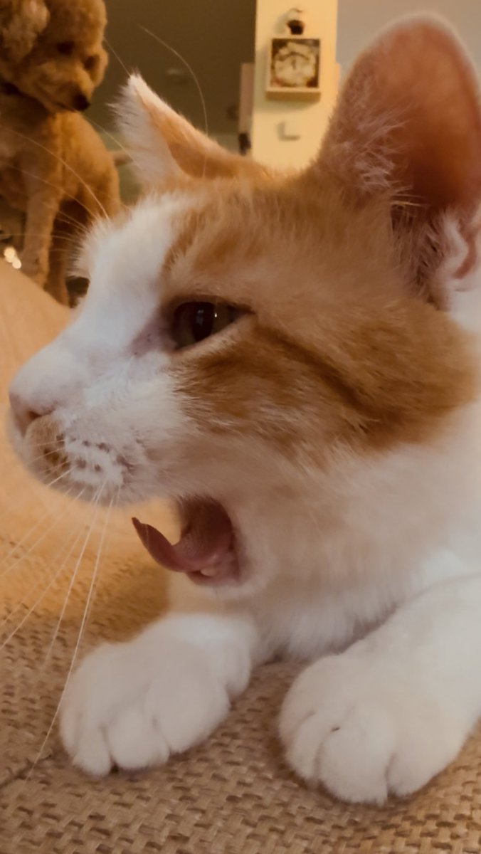 猫しらす&ぽんず&犬つくね tweet media