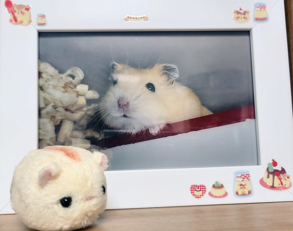 ppotto_zzi's tweet photo. #꼬누비_후기
아가 햄스터 🥺✨️
키우던 햄이랑 닮아서 아주 작고 귀여워요🫶🏻 https://t.co/JkkhuwpK9T