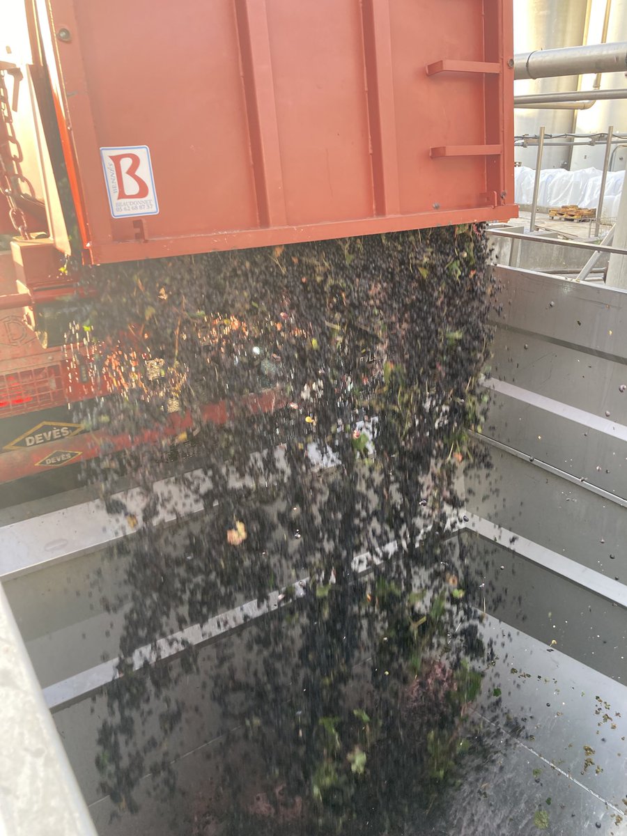 Depuis quelques jours les cuves accueillent Chardonnay Sauvignon et autres cépages blancs Et depuis ce 21 août les premières bennes de… merlot!
Heureusement que la qualité sera au rendez-vous de ce millésime ( une nouvelle fois) particulier… 
#sécheresse #dereglementclimatique