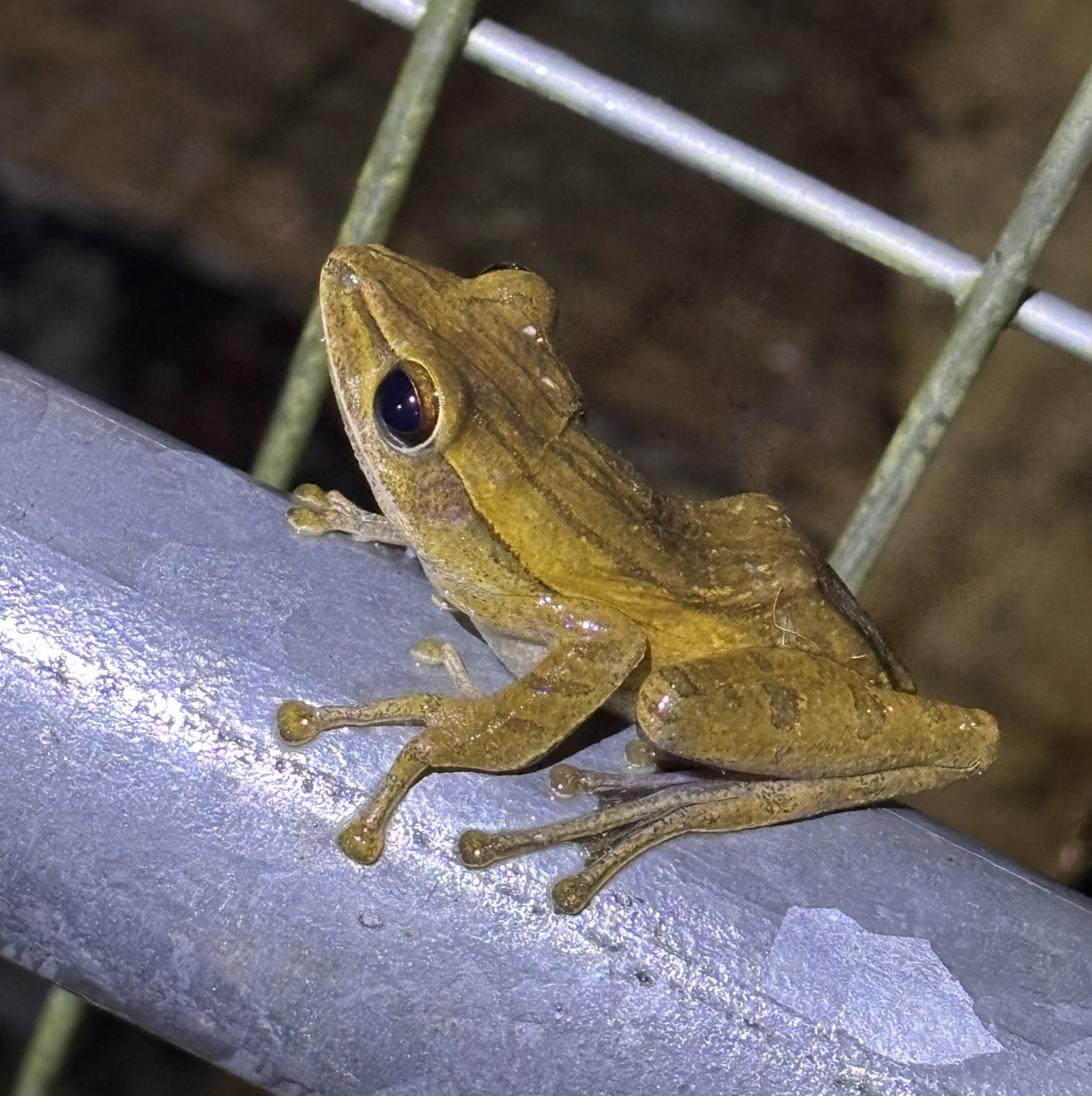 白鷗【小鳥＝羽虫無心】肉質画 【公式通販】