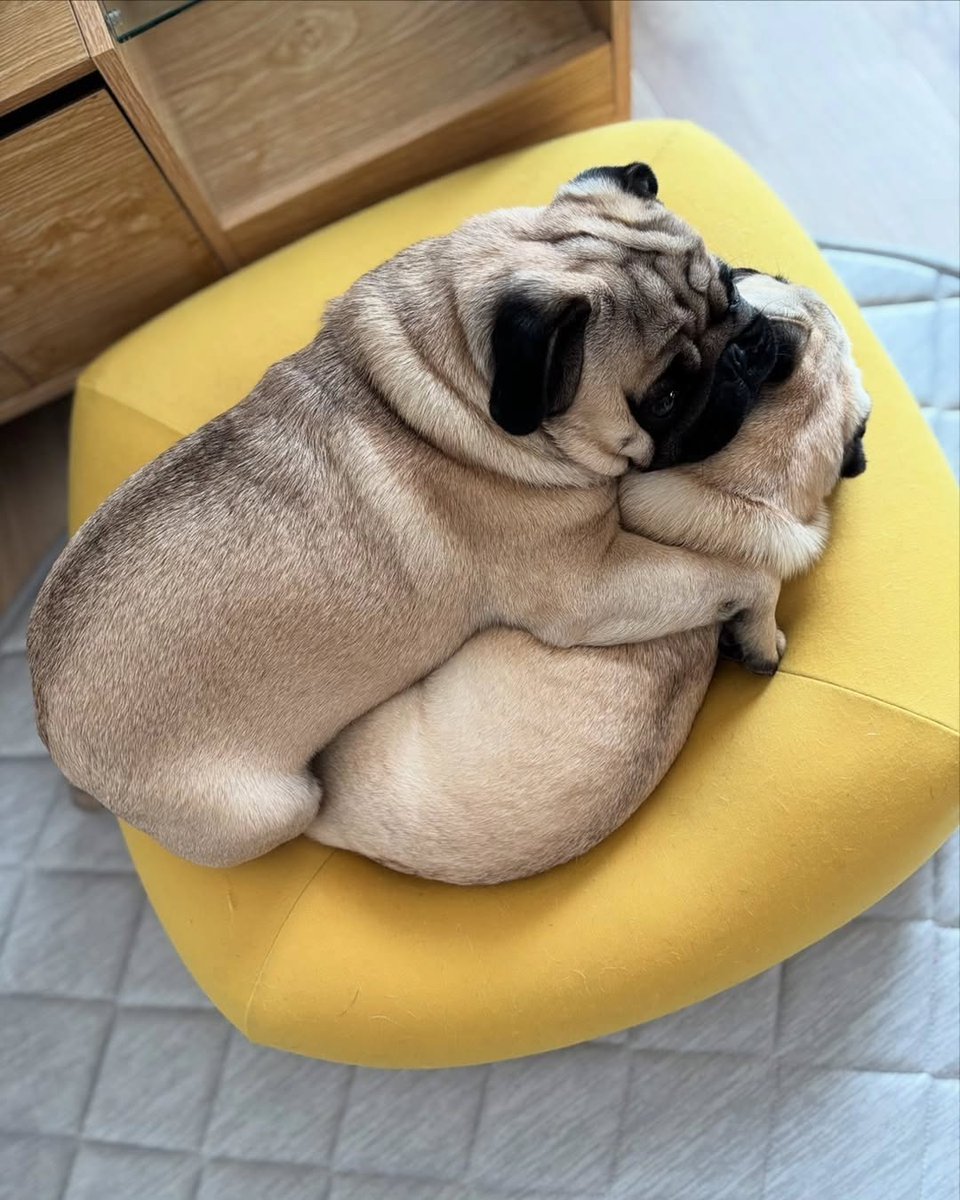 1/6 パグ Pug 犬 「おやすみモード」 うつ伏せ 仰向け 2種 ＆ ベッド 1/6 パグ Pug 犬 「おやすみモード」 うつ伏せ 仰向け 2種 ＆ ベッド