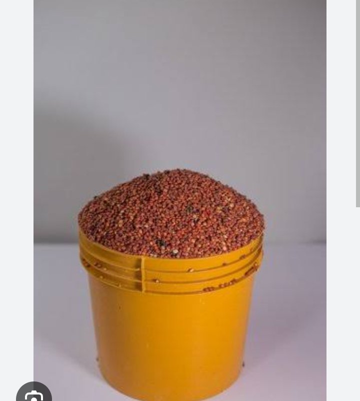 Guinea corn is better than maize