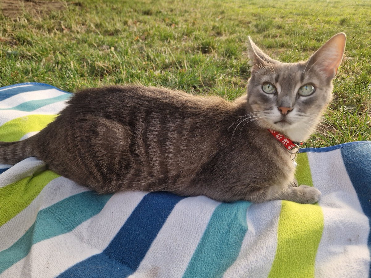 AcademicImp's tweet image. No longer using this ghastly platform. Find The Academic Imperfectionist at:
bsky.app/profile/academ…
facebook.com/AcademicImperf…
Here's a photo of Arta enjoying a picnic.