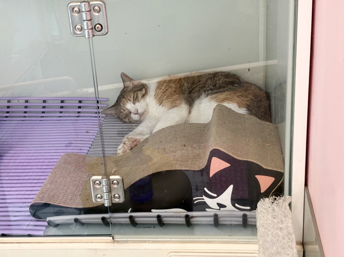 (급) 학대범 피해 2달이나 병원에서 지내고 있는 사랑이의 임보처 급구해요

✔️이름: 사랑이
✔️나이: 2-3살 추정 여아 
✔️중성화 완료
✔️지역: 서울 경기