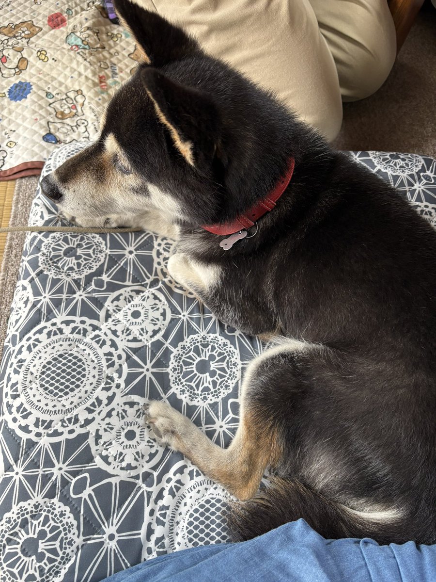 scn723's tweet photo. 可愛い犬です。ご査収ください。 https://t.co/R1S62c4rFN