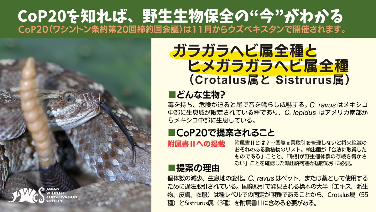 ガラガラヘビ - Search / X