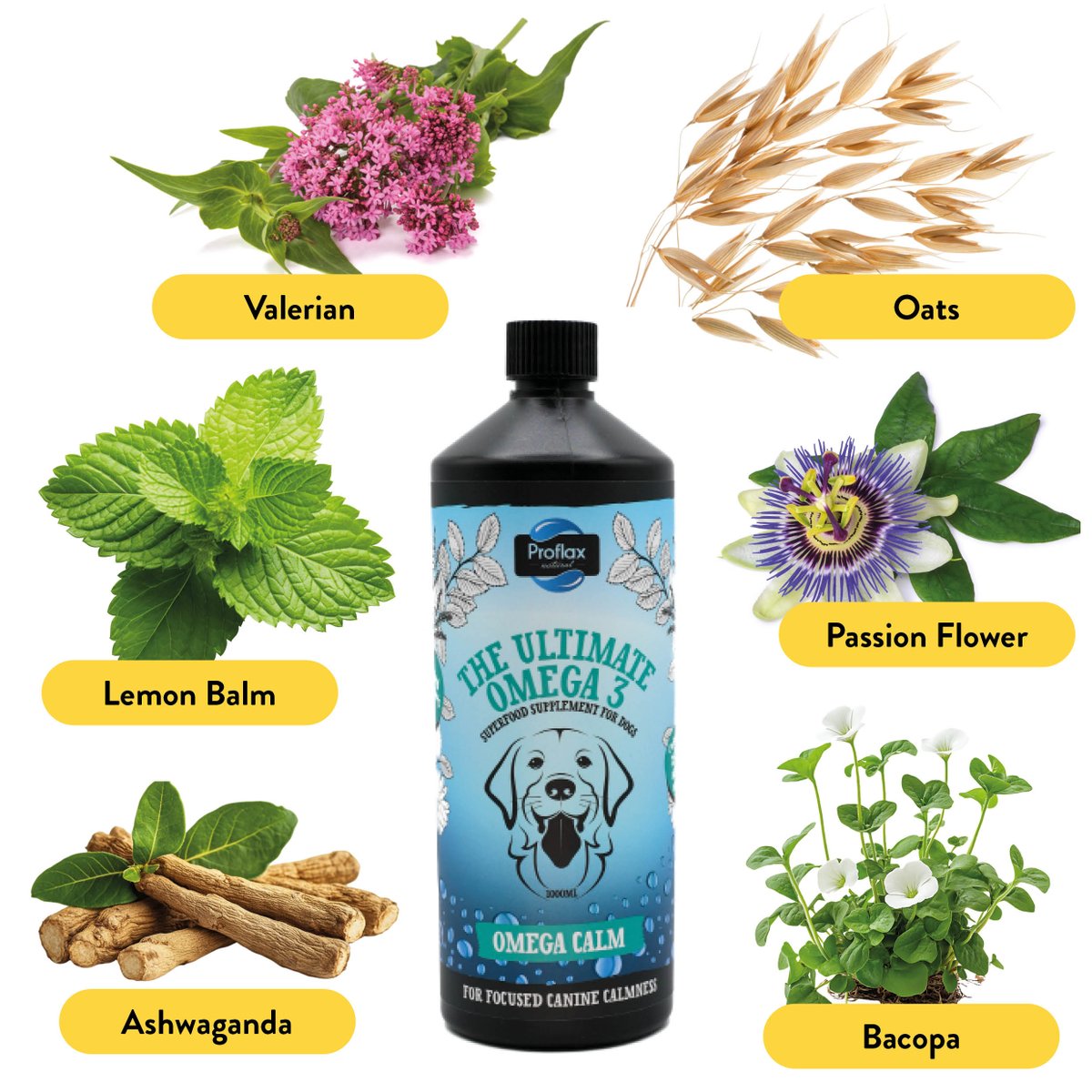 ProflaxNatural's tweet image. 🐟 Salmon oil + calming herbs like Withania &amp;amp; Valerian = peace for anxious dogs! Supports calm behavior, better sleep, and healthy skin &amp;amp; joints. 🐾 👉 proflax.co.uk/products/salmo… #CalmDogs #NaturalDogCare #AnxiousDogSupport #SalmonOilForDogs #ProflaxPowered #HerbalDogCare