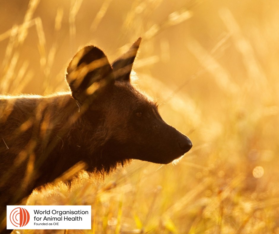 WildlifeDisease's tweet photo. WOAH is seeking a Technical Coordinator, based in Kenya, for its recently-launched ZOOSURSY program which aims to strengthen surveillance for emerging and re-emerging zoonotic diseases. Visit the WOAH website https://t.co/TCCDCH4rWu. APPLICATIONS CLOSE AUGUST 25, 2025. https://t.co/kGLEbvf1Bd