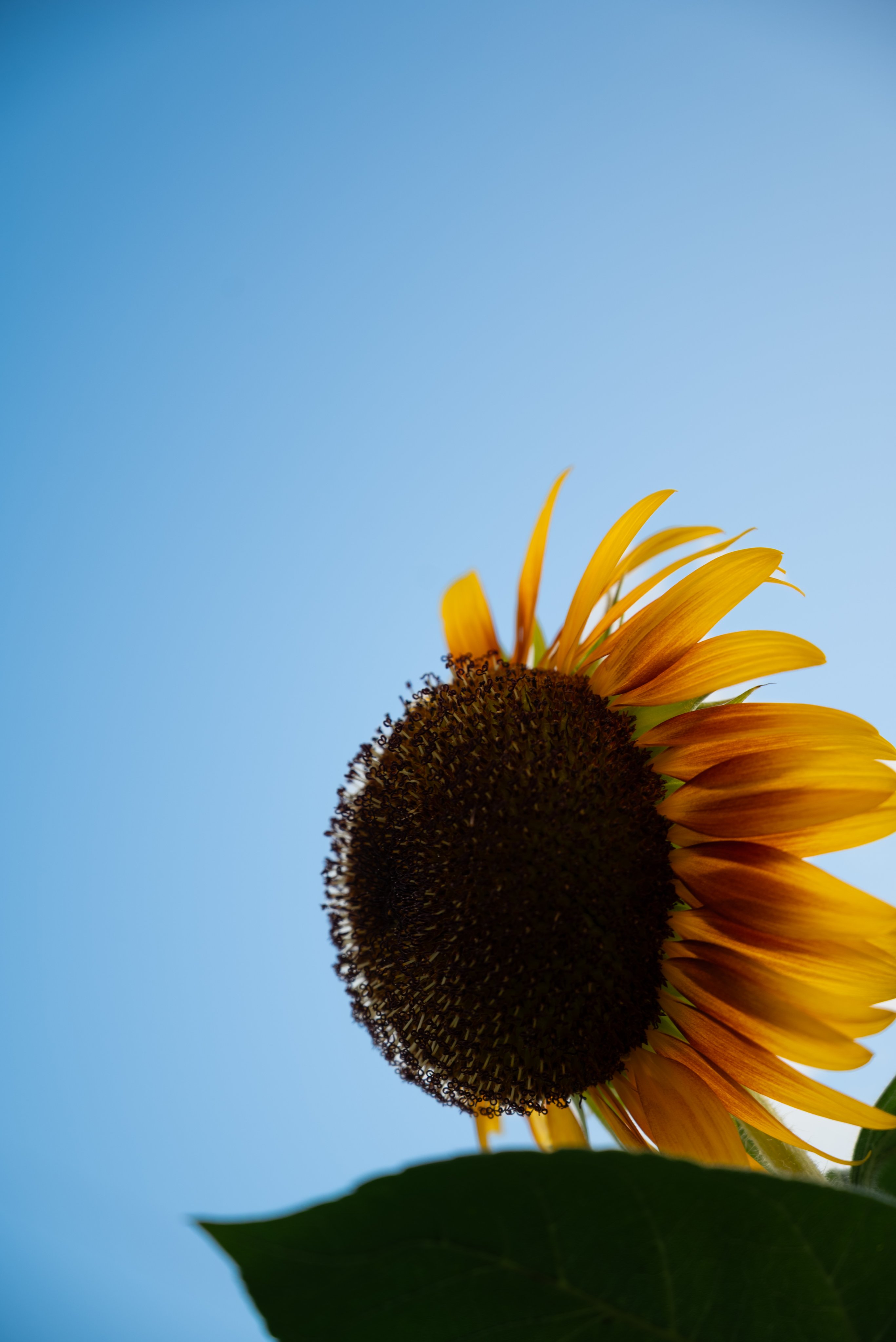 樹と花 adidas ZX 8000 “Hanami” Pack Celebrates Japan and Germany's